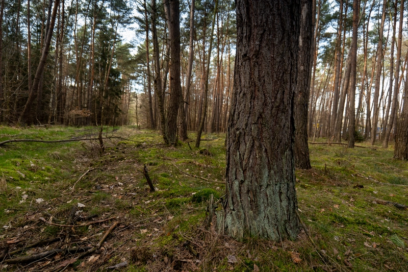 Rodungsfläche für Bieber+Marburg