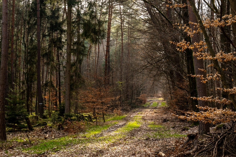 Angrenzende Fläche zur Rodungsfläche die in Mitleidenschaft gezogen würde