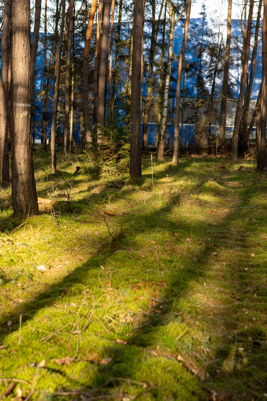 Rodungsfläche für Bieber+Marburg