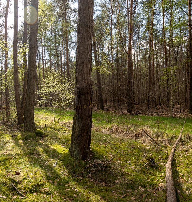 Rodungsfläche für Bieber+Marburg