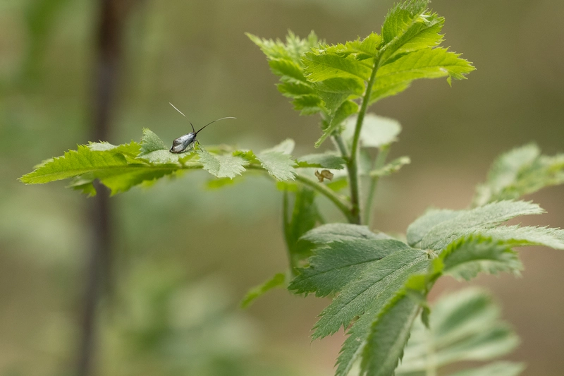 Keine Rodung von Lebensraum für Bieber+Marburg