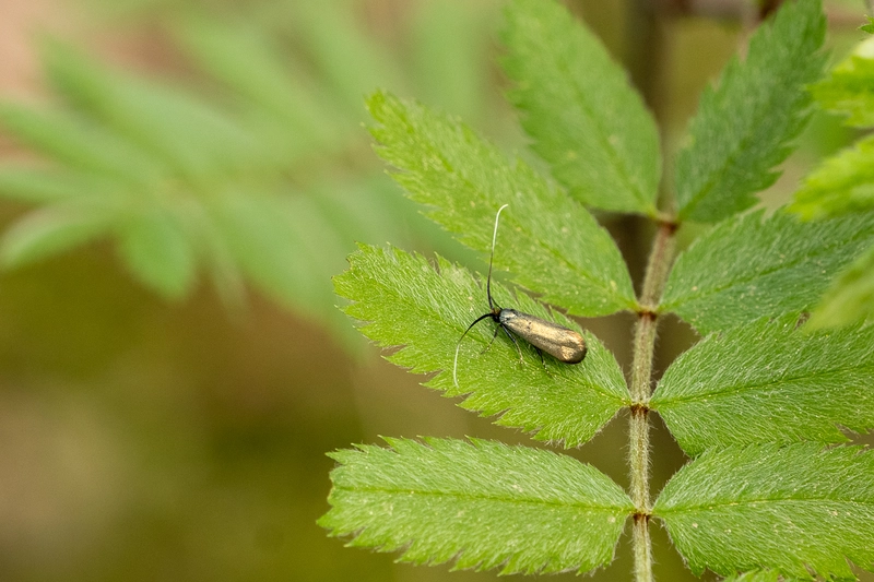 Keine Rodung von Lebensraum für Bieber+Marburg